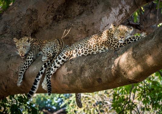 Game Viewing