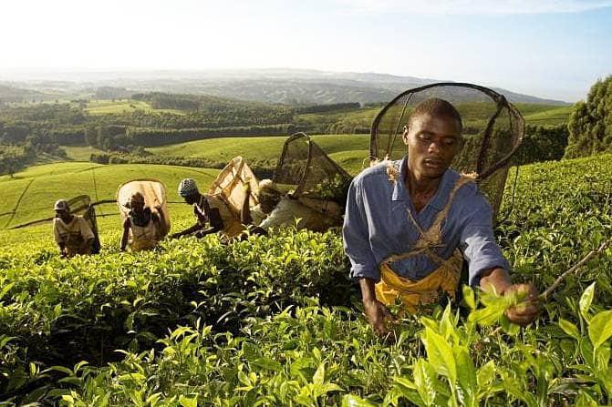 Tea field